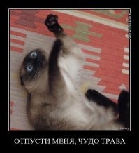 -девушка-блоггер
-алень -спортсмен
-соболь с гитарой