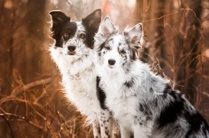 умные собачки