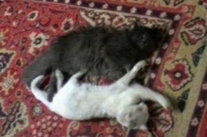 Ну хоть бы раз выложили: Спокойной ночи, добрых снов! Ну вот, я начну из того что есть