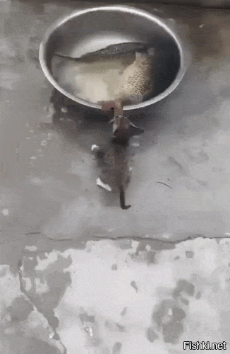 Гифки с кошками