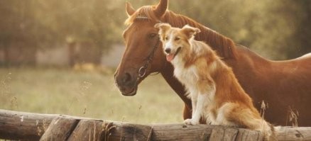 Друзья на век: 15 умилительных фотографий дружбы животных
