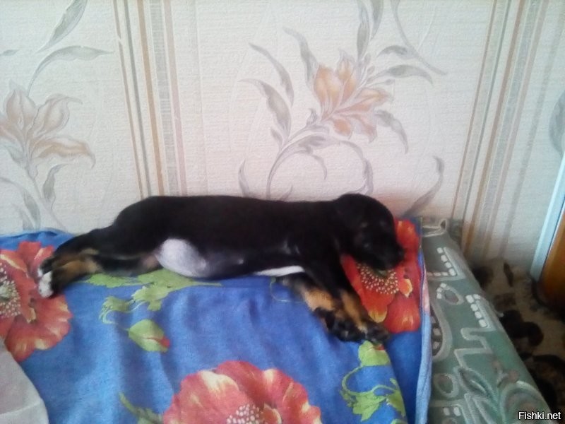 Подобрали на улице в -30 уши обморожены и уже не встанут.
Вот такой "Будильник"25-27 кило!