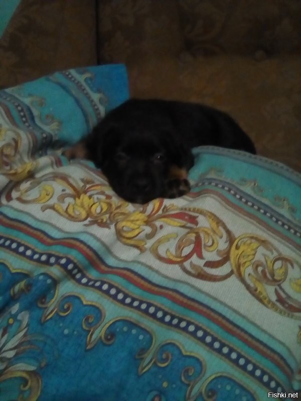 Подобрали на улице в -30 уши обморожены и уже не встанут.
Вот такой "Будильник"25-27 кило!