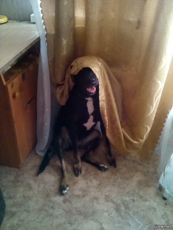 Подобрали на улице в -30 уши обморожены и уже не встанут.
Вот такой "Будильник"25-27 кило!