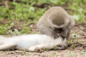 Новый мем для комментариев типа "Зачем я это посмотрел?"...