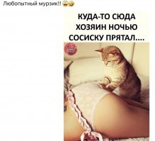 Кошачьи демотиваторы