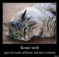 Кошачьи демотиваторы