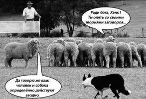Дрон запечатлел, как собака-пастух загоняет стадо овец