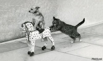 Прикольные и смешные картинки