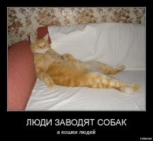 Прикольные и смешные картинки