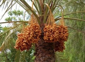 А ведь этому челу достанется неплохой урожай, если это "женское" дерево!