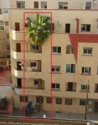 А ведь этому челу достанется неплохой урожай, если это "женское" дерево!