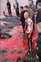 "С XVI века фарерцы охотятся на гринд варварским способом: загоняют на мель целую стаю, после чего перерезают животным артерии и оставляют их истекать кровью на берегу. За лето погибают не меньше тысячи дельфинов. Когда-то это буйство служило источником пропитания для местных жителей, но сейчас большая часть добытого мяса попросту сгнивает на складах."

После этого датчане учат нас жить.