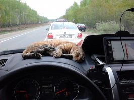 Моя кошка обожала ездить таким образом.
