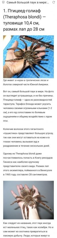 Этакий котёнок.