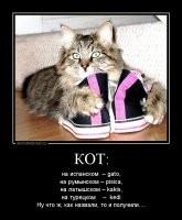Образ кота в демотиваторах