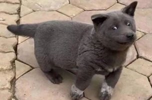 Люблю и пёселей и котеек.