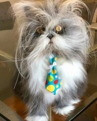 Люблю и пёселей и котеек.