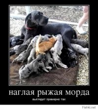 Прикольные и смешные картинки