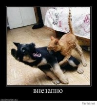 Прикольные и смешные картинки