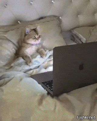 Что ищут кошки в интернете