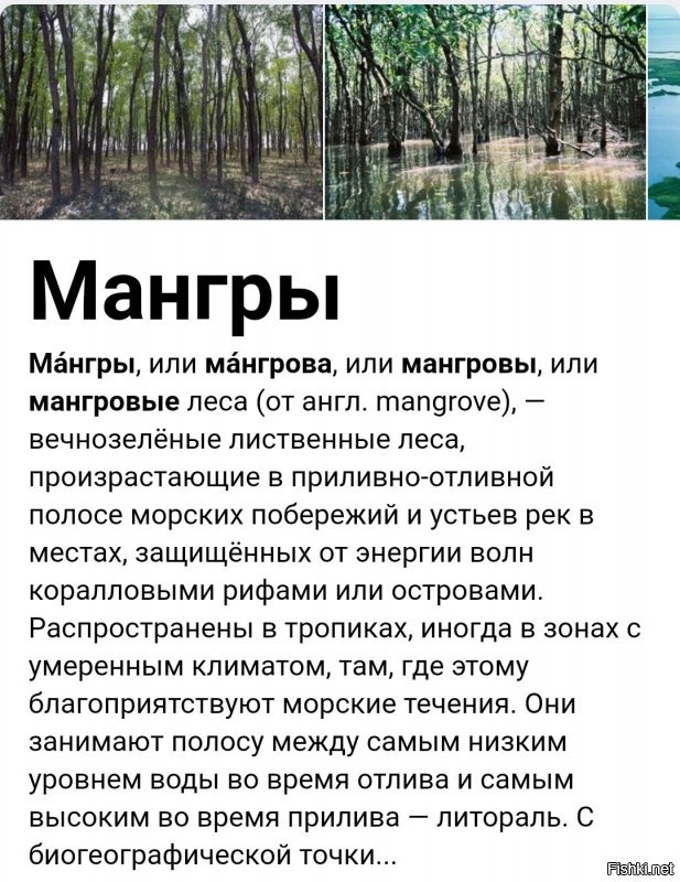 "Поздно.. к тому времени как они вырастут, там уже океан будет. По крайней мере в Сибири." 

Тогда сажать мангры!