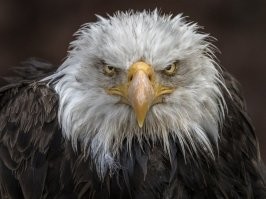 Белоголовый орлан: Символ США, которого чуть не истребили. Какой он в жизни?