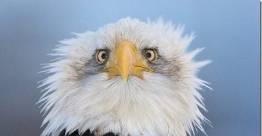 Белоголовый орлан: Символ США, которого чуть не истребили. Какой он в жизни?