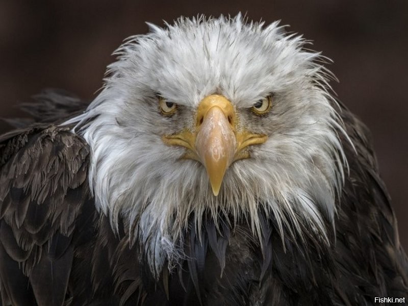 Белоголовый орлан: Символ США, которого чуть не истребили. Какой он в жизни?