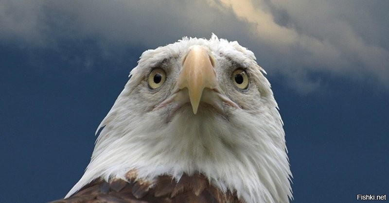 Белоголовый орлан: Символ США, которого чуть не истребили. Какой он в жизни?