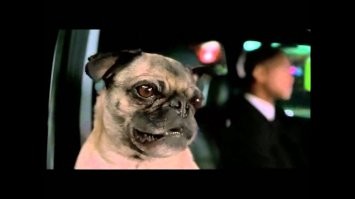 Забавный календарь с виноватыми собаками, которых поймали на месте преступления