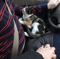 Котейка в шоке от придурка за рулём, вместо того что бы следить за дорогой держит за руку пассажирку вот котейка и ждёт последней минуты.