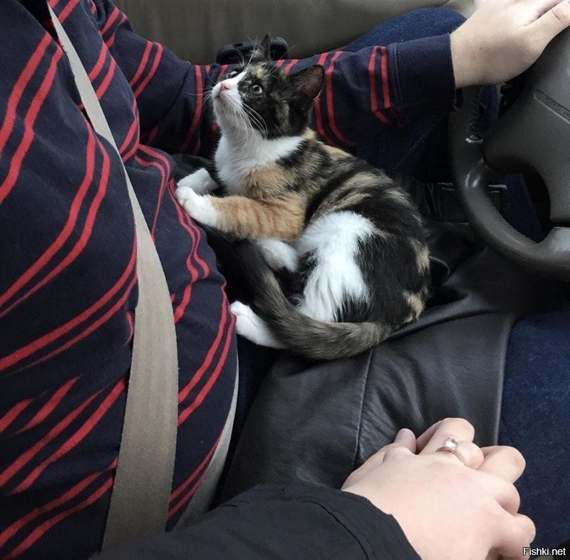 Котейка в шоке от придурка за рулём, вместо того что бы следить за дорогой держит за руку пассажирку вот котейка и ждёт последней минуты.
