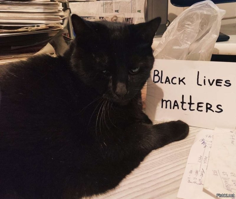 День защиты черных котиков - почему он появился в Италии, и что символизирует