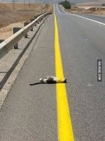 Беспилотные автомобили никогда не заменят водителей. Пост о нереальной разметке