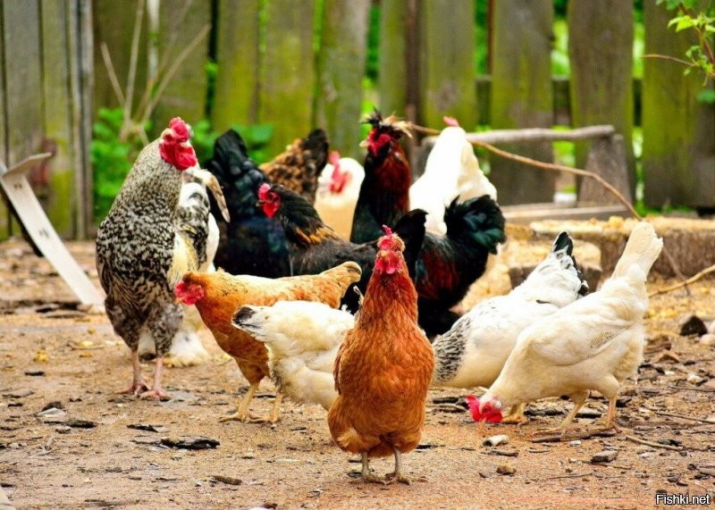 Пацаны, у меня тут с соседки, бабы Нюры толпа живности живой бегает, предками которых были динозавры!