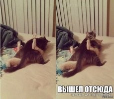 Четырёхлапая версия ДВУ-движа /доминируй, властвуй, унижай/ 