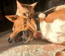 Кот, грызущий собаку - чисто "Охота на львов" Рубенса.