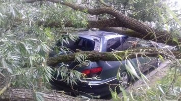Единственная машина во дворе, на которую упало дерево, была моя(((