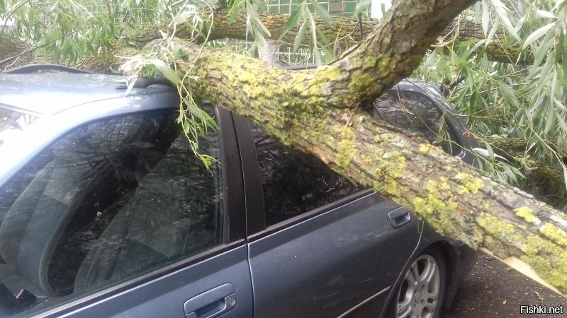 Единственная машина во дворе, на которую упало дерево, была моя(((