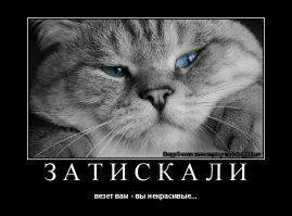 Какой красавец: шоколадный хаски Квой покоряет сердца