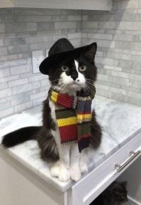 И котэ Боярского вам сразу