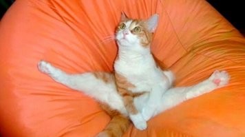 Вот котэ волочковой))