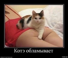 Образ Котэ в демотиваторах