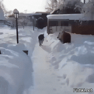 Собачьи гифки