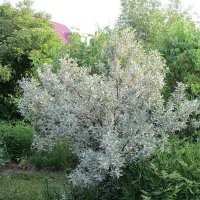 А, вот. Вот это лох.