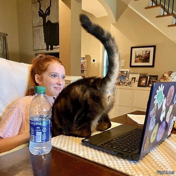 "Кошка любит показывать себя на виртуальных уроках дочери"

Может, она просто копирует чьё-то поведение, и родители чего-то не знают?