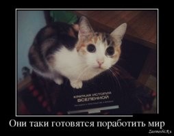 Образ Котэ в демотиваторах