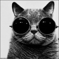 Почему котики на картинах Средневековья такие странные?