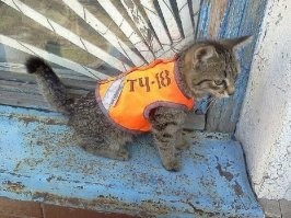 Котик инженер